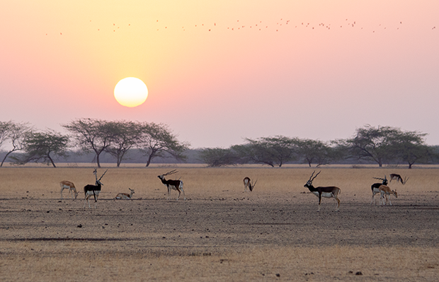 Blackbucks at sunset