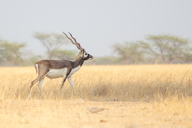 Blackbucks